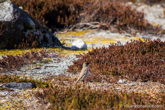 Serie: Aves de Patagonia // Foto y edición: Felipe "Pipo" (viajandonaviaje.com)