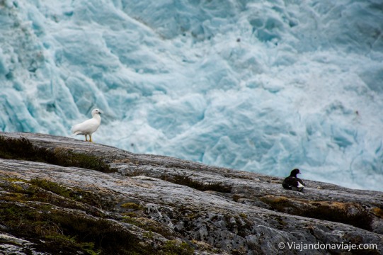 Serie: Aves de Patagonia // Foto y edición: Felipe "Pipo" (viajandonaviaje.com)