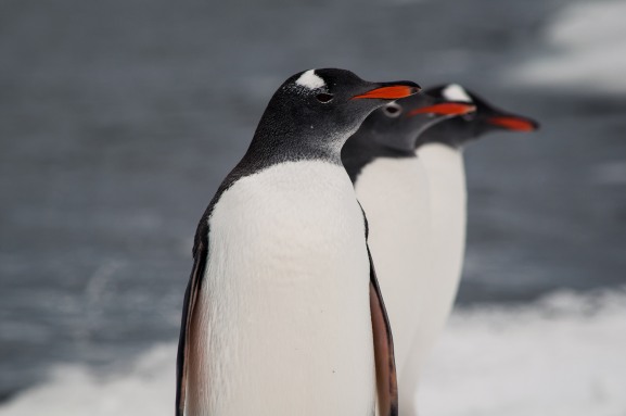 Serie: Aves de Southamerica & Antarctic ©ViajandoNaViaje 2017 // Fotos y Edición: Felipe "Pipo"