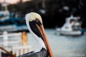 Serie: Galapagos Experience 2017 // Fotos y Edición: Felipe "Pipo" (viajandonaviaje.com) // Pelicano Pardo de Galapagos (Pelecanus occidentalis urinator)