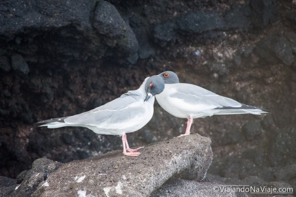 Serie: Galapagos Experience 2017 // Fotos y Edición: Felipe "Pipo" (viajandonaviaje.com) // Birds at Tortuga Bay, Santa Cruz Island