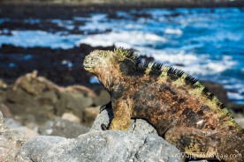 Serie: Galapagos Experience 2017 // Fotos y Edición: Felipe "Pipo" (viajandonaviaje.com) // Iguanas Marinas de Galapagos