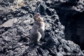 Serie: Galapagos Experience 2017 // Fotos y Edición: Felipe "Pipo" (viajandonaviaje.com) // Galapagos Penguin, Isabela Island