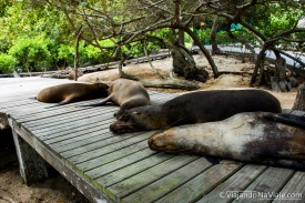 Serie: Galapagos Experience 2017 // Fotos y Edición: Felipe "Pipo" (viajandonaviaje.com) // Leones Marinos de Galapagos