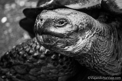 Serie: Galápagos Experience ©ViajandoNaViaje 2017 // Fotos y Edición: Felipe "Pipo" // Tortugas gigantes de Galápagos
